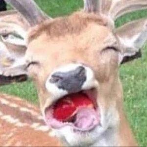 Meet your Posher, Busra